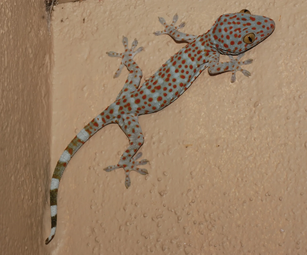 Tắc kè leo tường cao với sự linh hoạt đáng nể