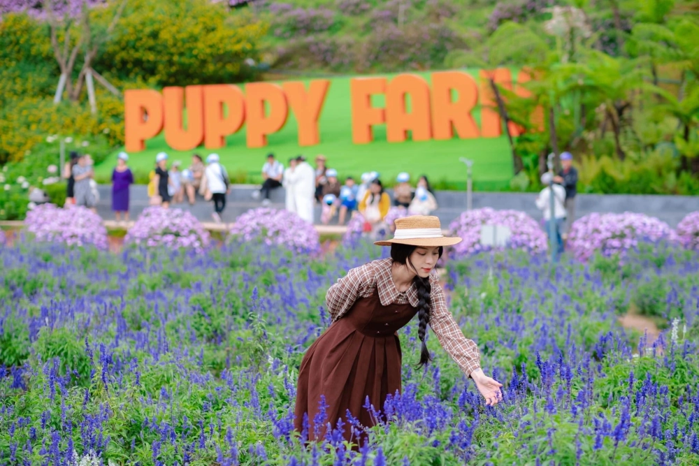 Hoa tử đinh hương ở Đà Lạt mang nét đẹp châu Âu