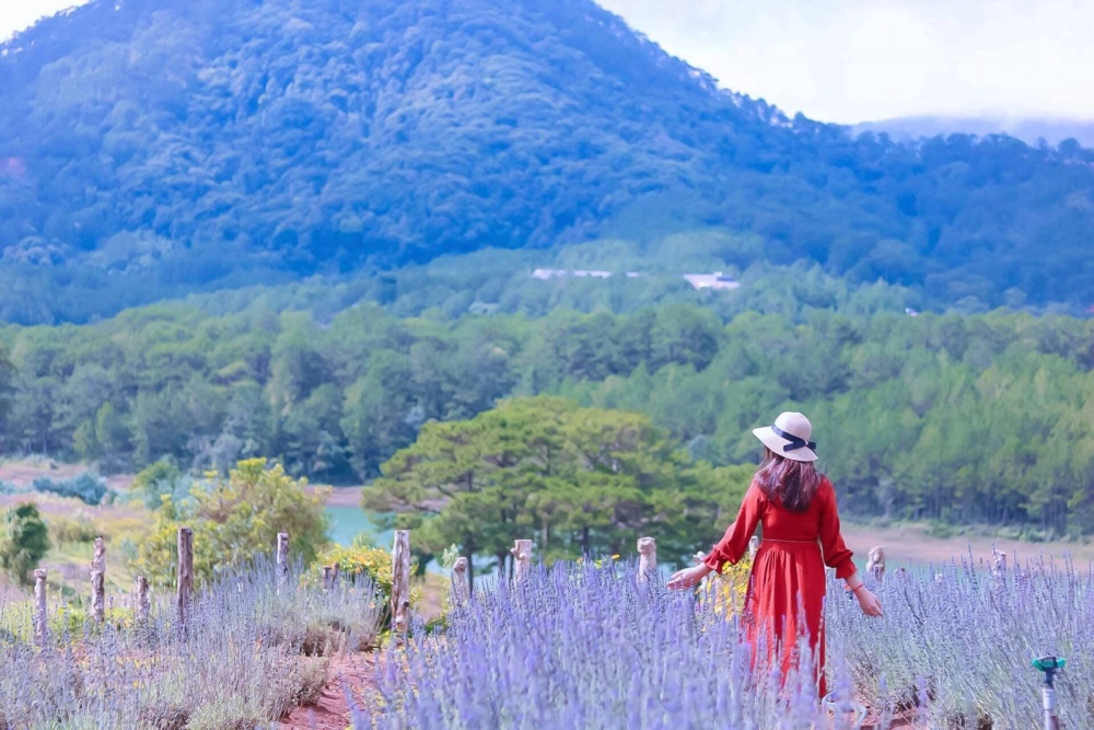 Cánh đồng hoa tím Đà Lạt phủ kín sắc mộng mơ